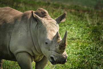 Obraz premium rhino in the wild