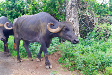 Obraz premium life go by in the countryside Indian buffalo in gir national park, India. Water Buffalo Like Resting Under The tree. in the Indian subcontinent. walking in country said.