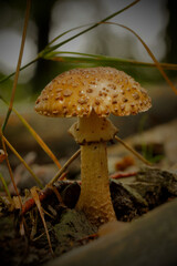 Blusher; Amanita rubescens; edible mushroom