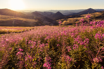 paysage du parc naturel des Monts d'ardèche dans la région des sucs à l'aube en été