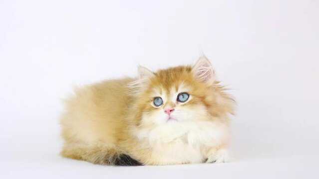 red fluffy cat lies on a white background, breed british golden chinchilla