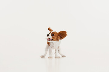 Portrait of cute dog of Cavalier King Charles Spaniel isolated over white studio background. Funny doggy