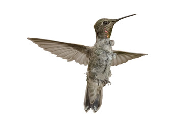 Annas Hummingbird (Calypte Anna) Photo...Bad Feather Day in Flight on a Transparent Background