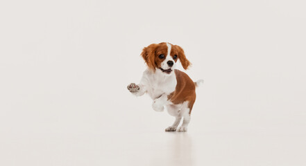Portrait of cute dog of Cavalier King Charles Spaniel cheerfully jumping in a run isolated over white studio background