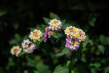 lantana aculeata white, yeallow and pink flowers on dark green leaves background