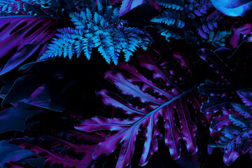 Tropical leaves, flat lay jungle design, blue and purple color toned