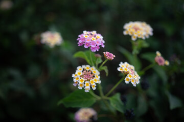 lantana aculeata white, yeallow and pink flowers on dark green leaves background