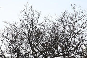 Photo silhouettes of tree branches on a blue sky background