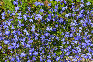 Luxuriously blooming Lobelia Bush, Lobelia erinus