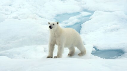 Obraz na płótnie Canvas polar bear (Ursus maritimus)