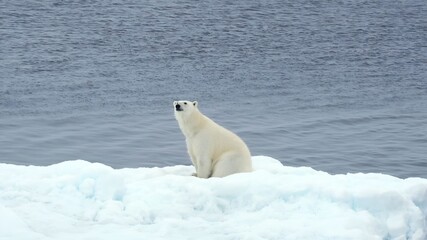 Fototapeta na wymiar polar bear (Ursus maritimus)