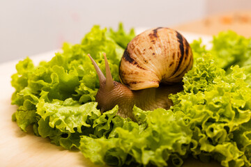 Achatina snail sits on a fresh green lettuce leaf