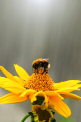 Bumblebee. One large bumblebee sits on a yellow flower on a Sunny bright day. Macro horizontal photography