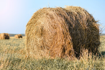 Haystacks on the field close-up. Harvest concept. Rural scenery