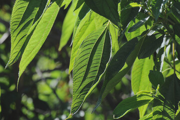 green leaves background
