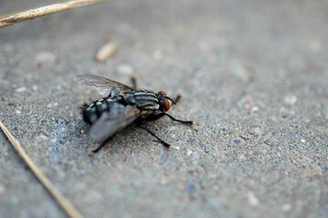 autumn fly on a stone selective focusing. Musca autumnalis.