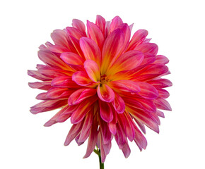 Macro of an isolated red dahlia flower blossom