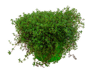 Isolated potted thyme herb plant