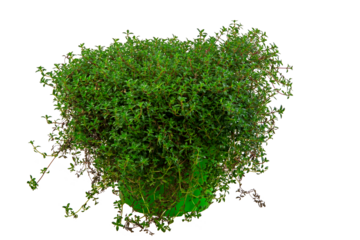 Isolated potted thyme herb plant