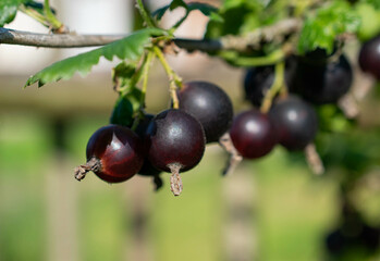 Ripe juicy currant on the branches of a bush in the garden. Harvesting.