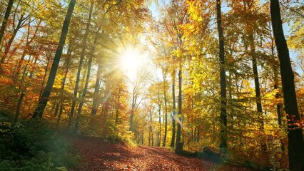 Golden forest of deciduous trees on a glorious sunny autumn day, with the camera moving on a foliage covered path towards the sun in the blue sky
 - Powered by Adobe