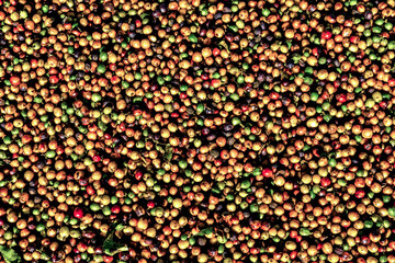 Grãos de café coloridos prontos para lavagem