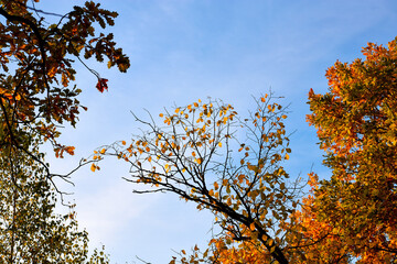 Colorful autumn tree tops in fall forest with blue sky.