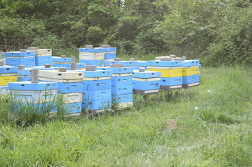 Closeup blue beehives in the meadow near the forest with blurred background in summer time