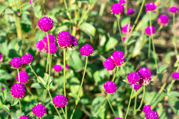 Pink bright flowers of Gomphrena globular in the garden on a summer sunny day. Landscaping and beauty of flower beds. Selective focus