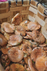 Edible mushrooms used in cooking. Basket full of niscalos (lactarius deliciosus) collected during autumn in a pine forest in Madrid, Spain. Vegan food.