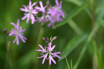 Closeup Silene flos-cuculi commonly called ragged-robin with blurred backgroung in summer meadow