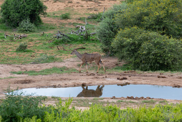 Nyala Antilope in der Wildnis und Savannenlandschaft von Afrika