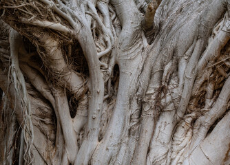 Feigenbaum, Baumstamm und Wurzeln in der Wildnis und Savannenlandschaft von Afrika