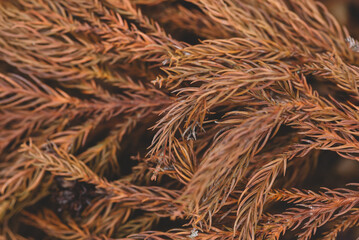 Dry brown branch of Christmas tree. Autumn background of dry fir branches, Christmas brown spruce branches, Christmas tree fir branches 