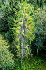View of high mountain Tatra forests from above