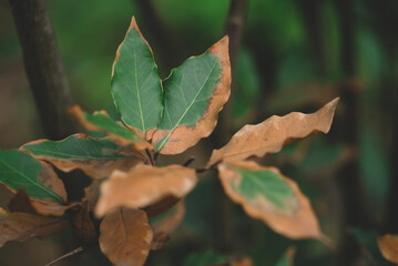 autumn landscape with bright colorful leaves. Dry Leaf of Laurel In Autumn. Red and orange autumn leave the background. Colorful background image of fallen autumn leaves.