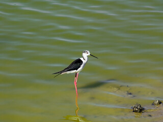 Cavaliere D'italia, birds of areas with a tropical climate