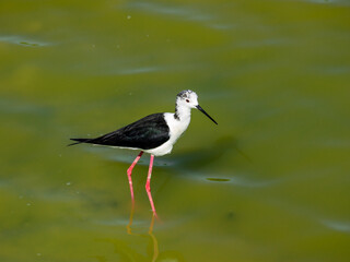 Cavaliere D'italia, birds of areas with a tropical climate