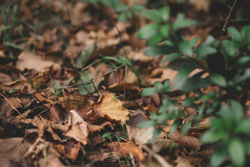 autumn landscape with bright colorful leaves. Dry Leaf of Laurel In Autumn. Red and orange autumn leave the background. Colorful background image of fallen autumn leaves.