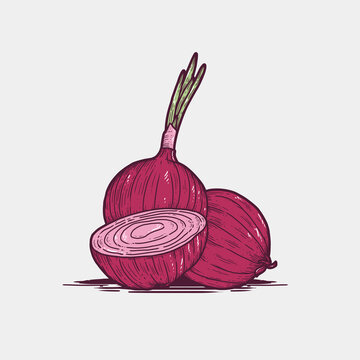 Organic Red Onion Vintage Vector Hand Drawn Illustration