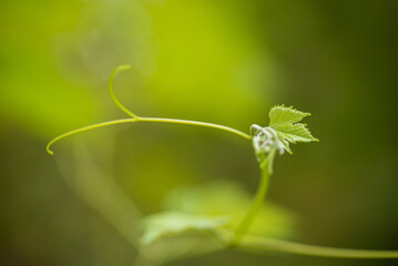 grape leaves, Branches of vine leaves