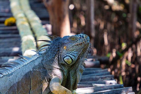 Iguana basking in the shade on a boardwalk in Belize.