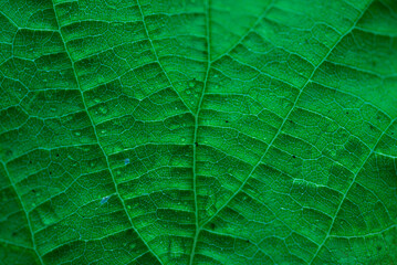 Tropical Green Leaf Pattern In the garden, a background of dark green tropical leaves. closeup nature view of green leaf. The highlight a focused leaf edge and blurred background
