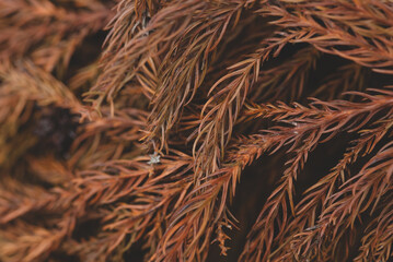 Dry brown branch of Christmas tree. Autumn background of dry fir branches, Christmas brown spruce branches, Christmas tree fir branches 