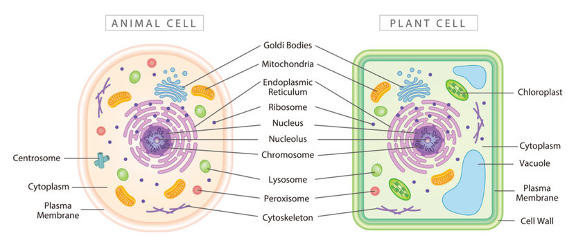 Comparison of animal and plant cells, simple diagram best for educational materials, marketing materials.
