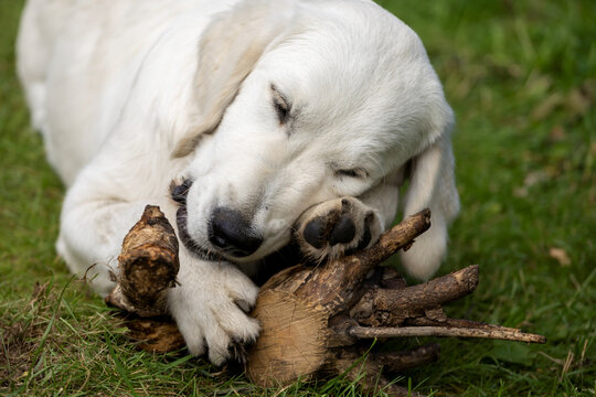 White Golden Retriever young dog biting piece of wood outside. Cute puppy lying down on the grass.