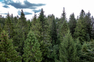 View of high mountain Tatra forests from above