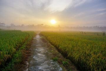 Sunrise of Rural terraced paddy field scenery with fogs. Perfect for natural background or wallpaper. 