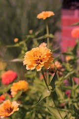 orange flowers in the garden