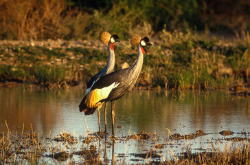 Grue couronnée, .Balearica pavonina, Black Crowned Crane, Kenya